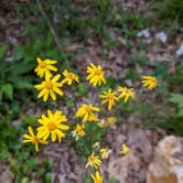 Review photo of Carolina Hemlocks Rec Area by Alexis , May 6, 2021