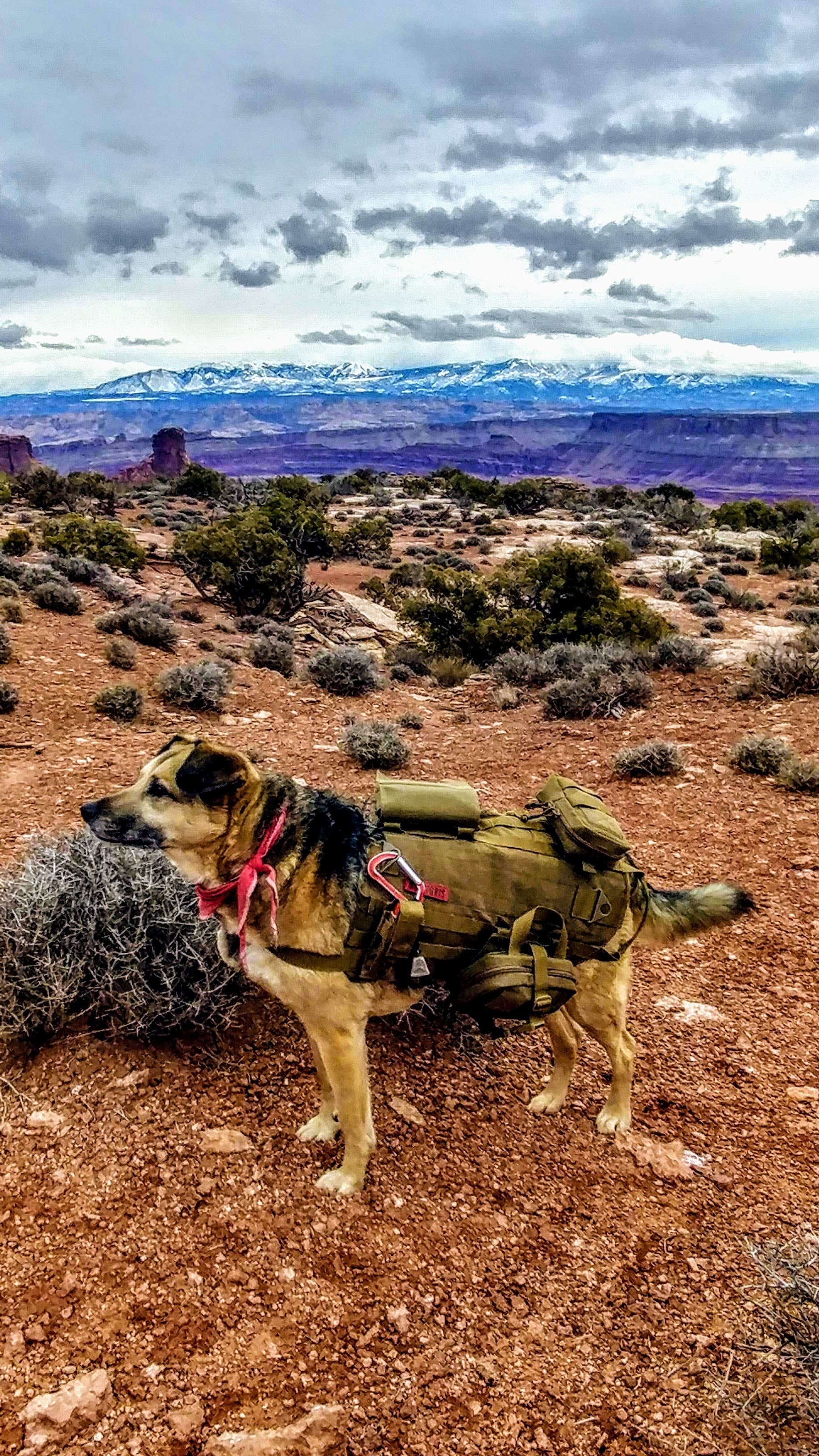 Joseph B.'s photo of camping with pets at Wingate Campground — Dead Horse Point State Park near Canyonlands National Park