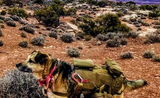 Joseph B.'s photo of camping with pets at Wingate Campground — Dead Horse Point State Park near Canyonlands National Park