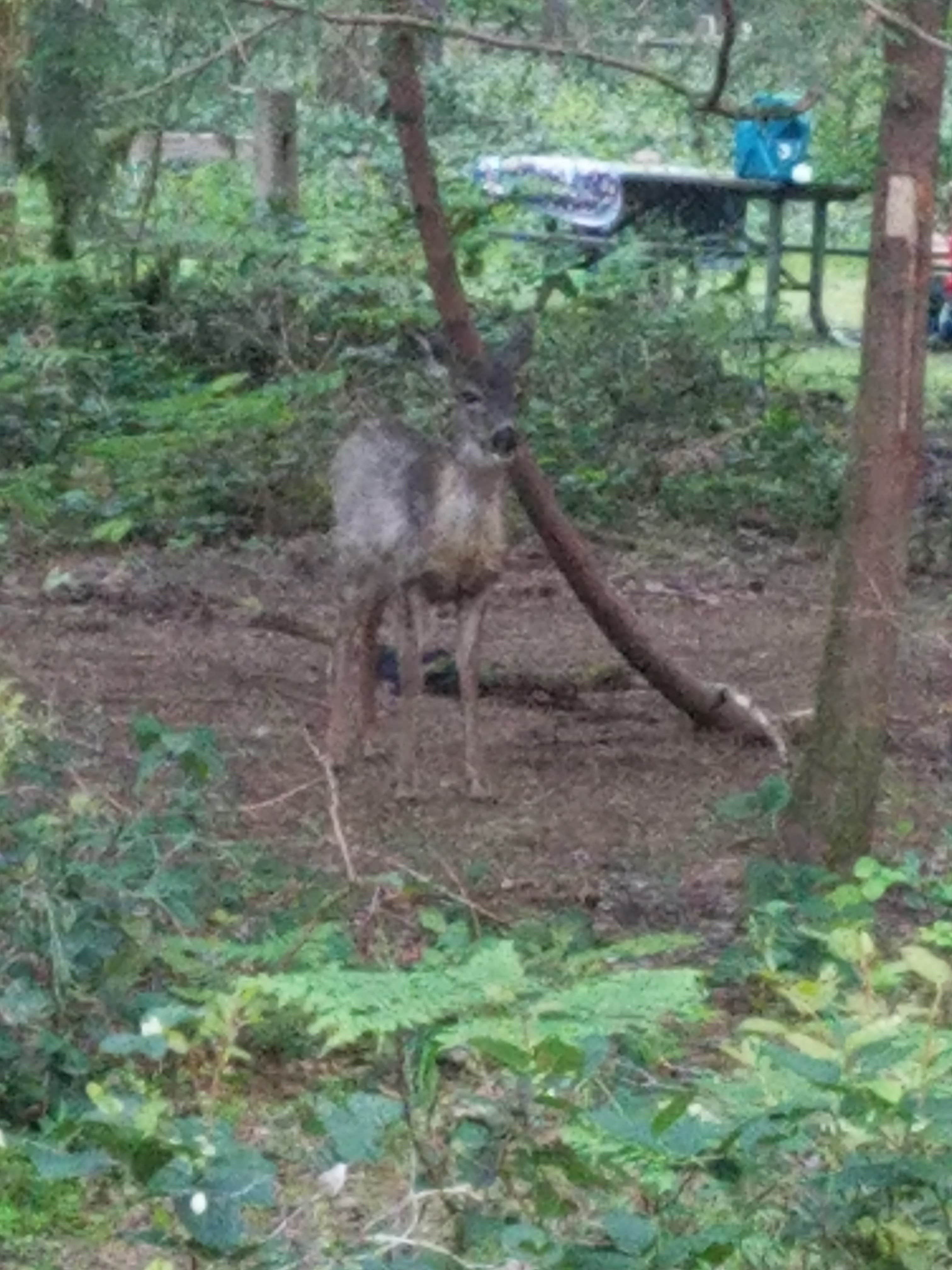 Camper submitted image from Oxbow Regional Park - 3