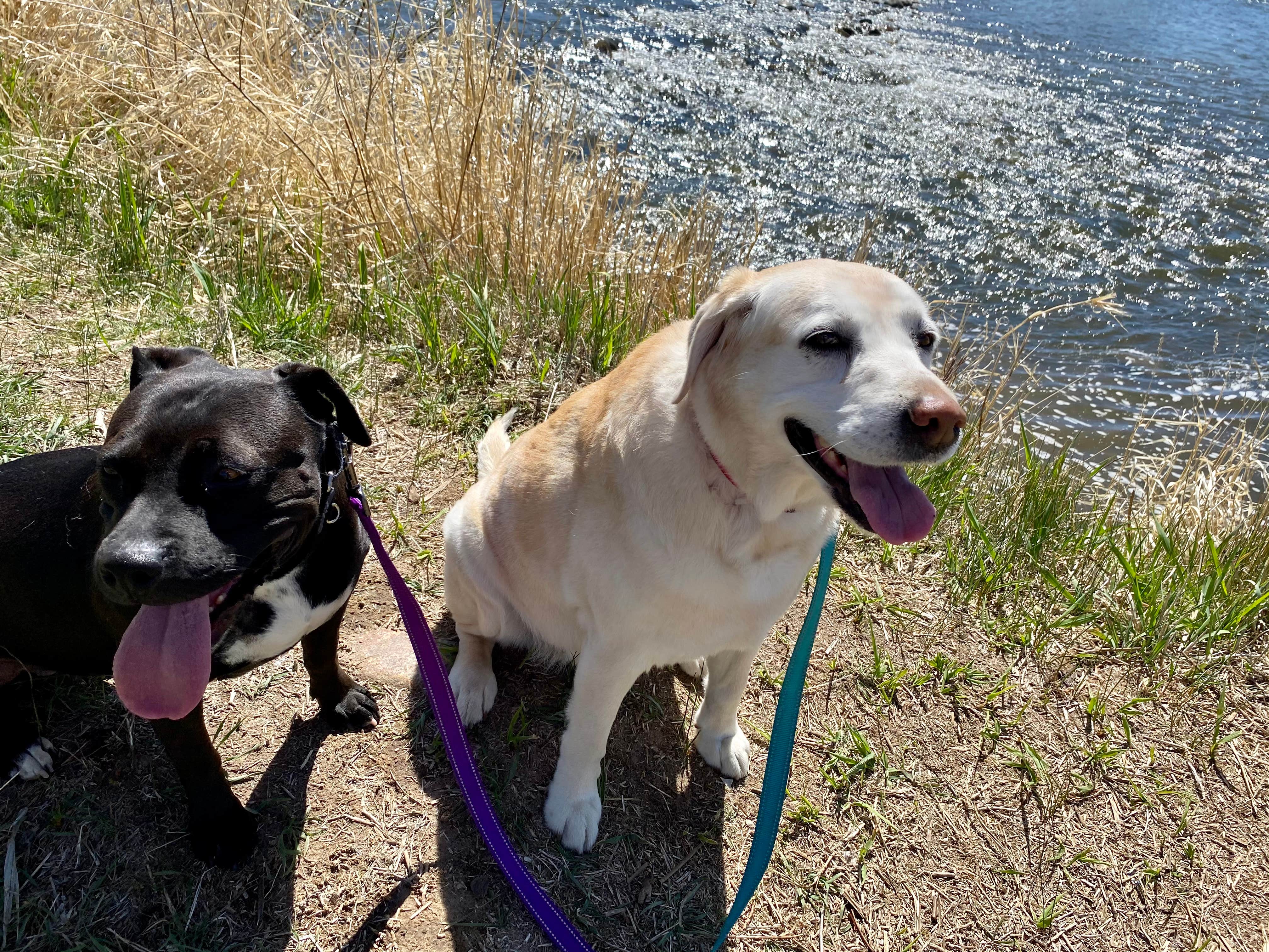 RichMichelle M.'s photo of camping with pets at Glenwood Springs West/Colorado River KOA near Rifle, CO