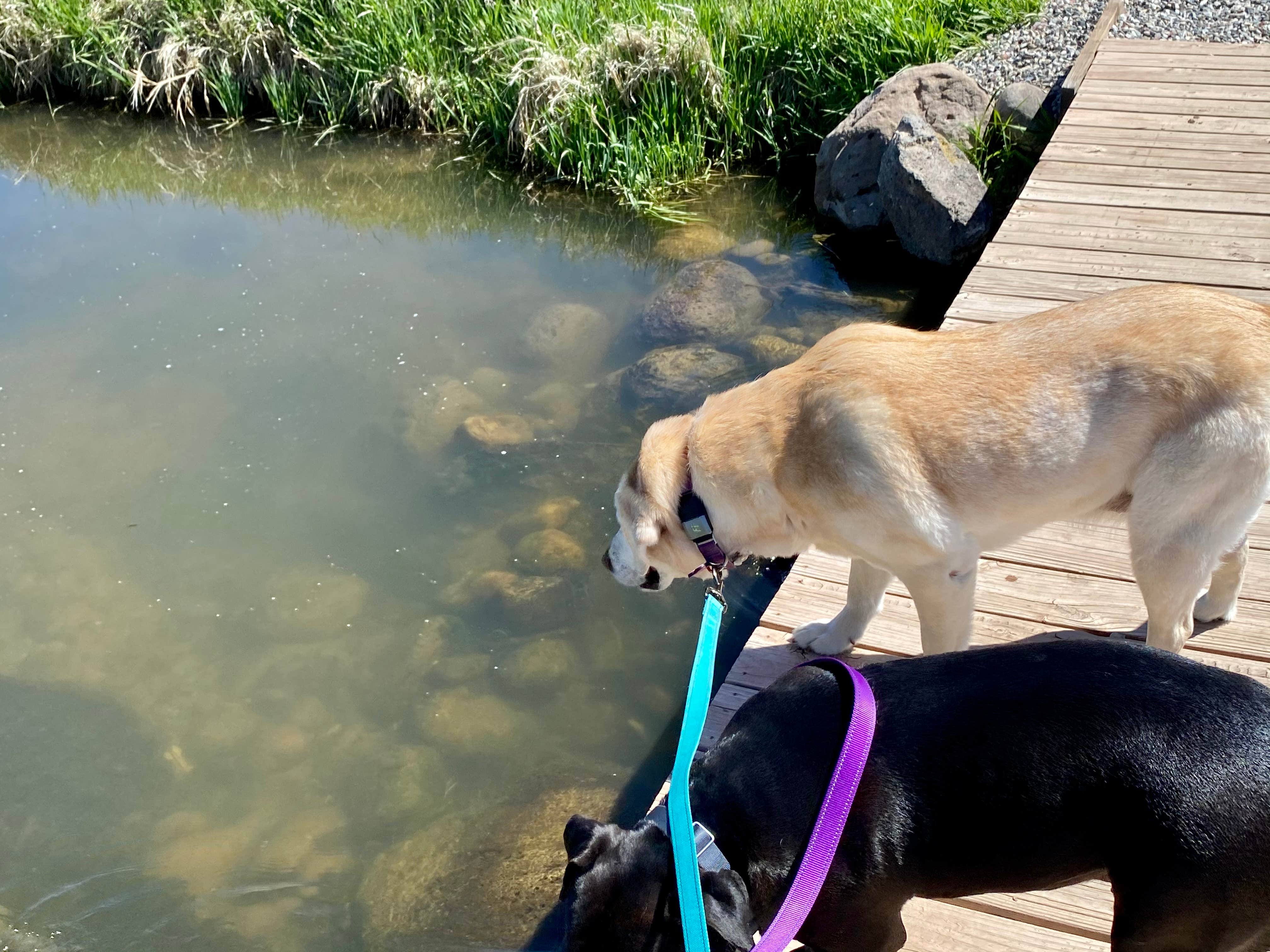 RichMichelle M.'s photo of camping with pets at Glenwood Springs West/Colorado River KOA near Glenwood Springs, CO