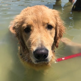 Ryder enjoying the bay water
