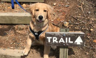 Kathie M.'s photo of camping with pets at Sycamore Lodge near Southern Pines, NC