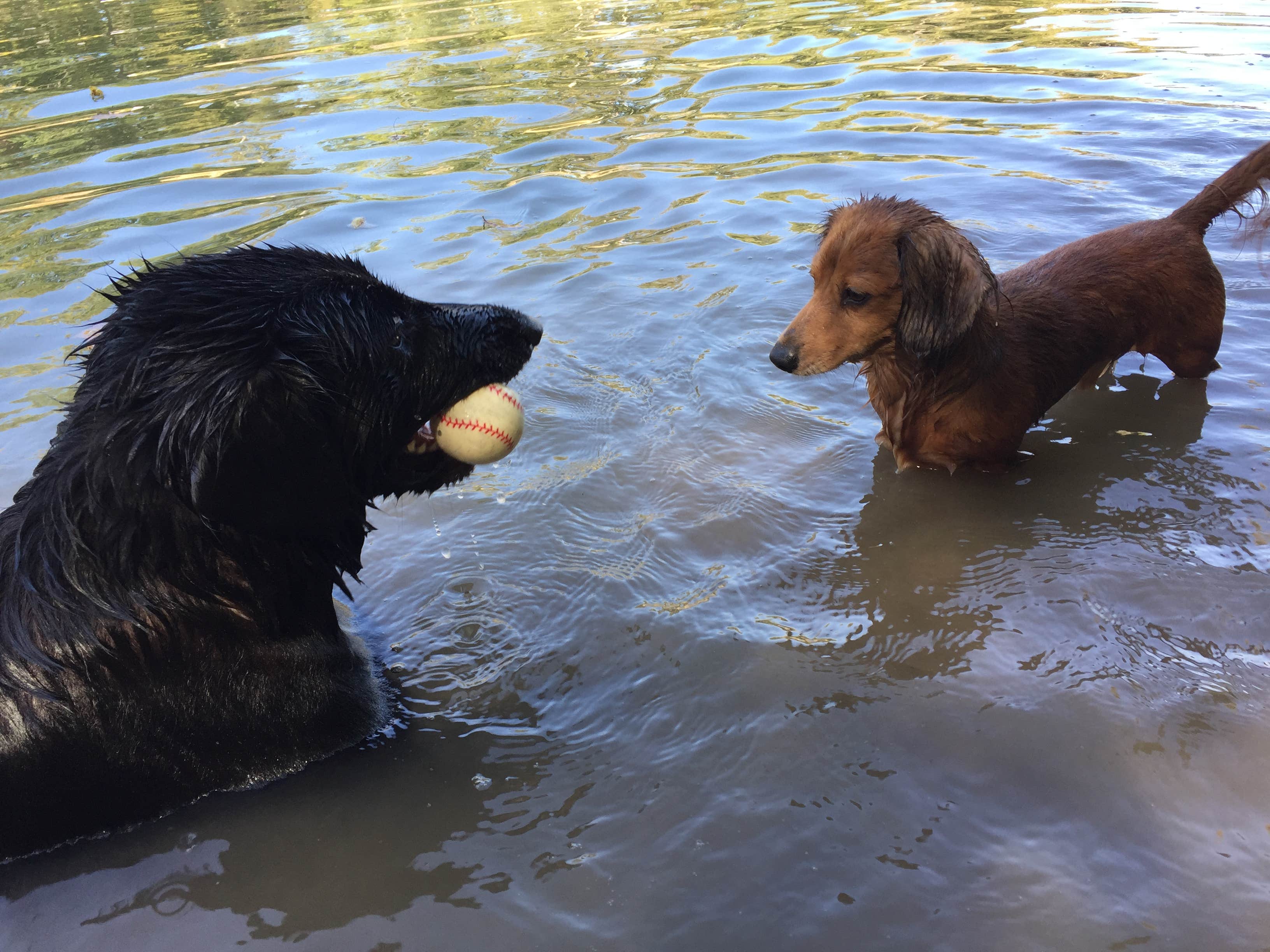 Mel F.'s photo of camping with pets at Robertsville State Park Campground near St. Charles, MO