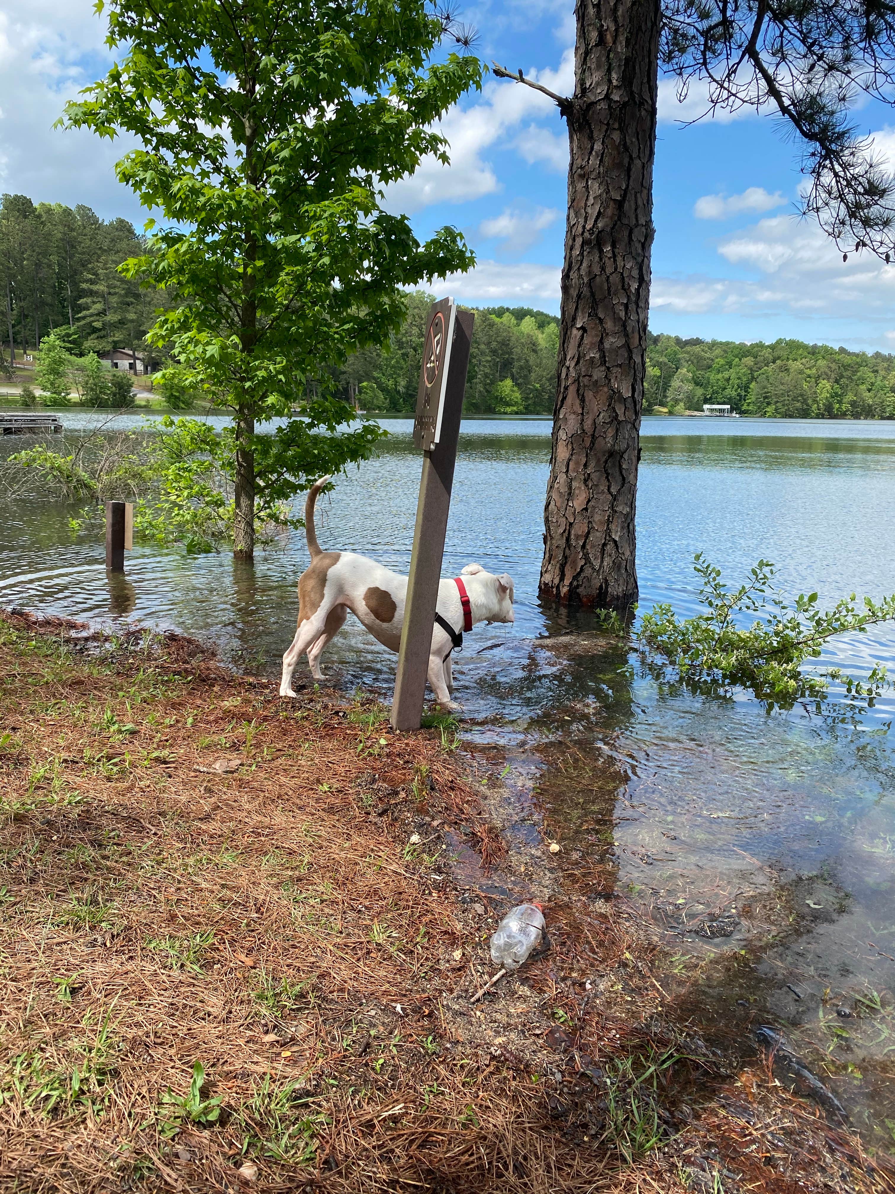 Camper submitted image from Military Park Atlanta Naval Air Station Navy Lake Site at Allatoona - 4