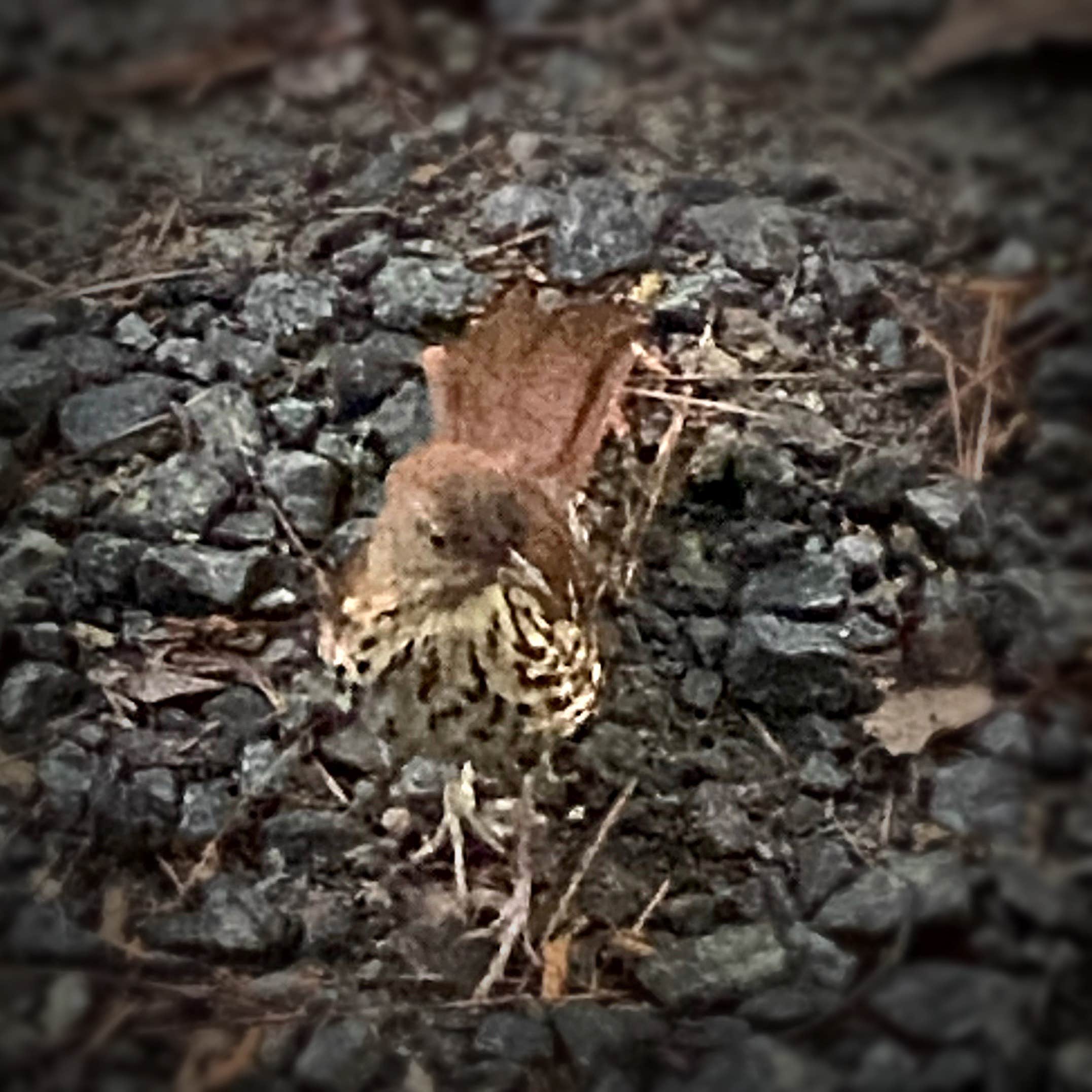 Camper-submitted photo at Military Park Atlanta Naval Air Station Navy Lake Site at Allatoona near Acworth, GA
