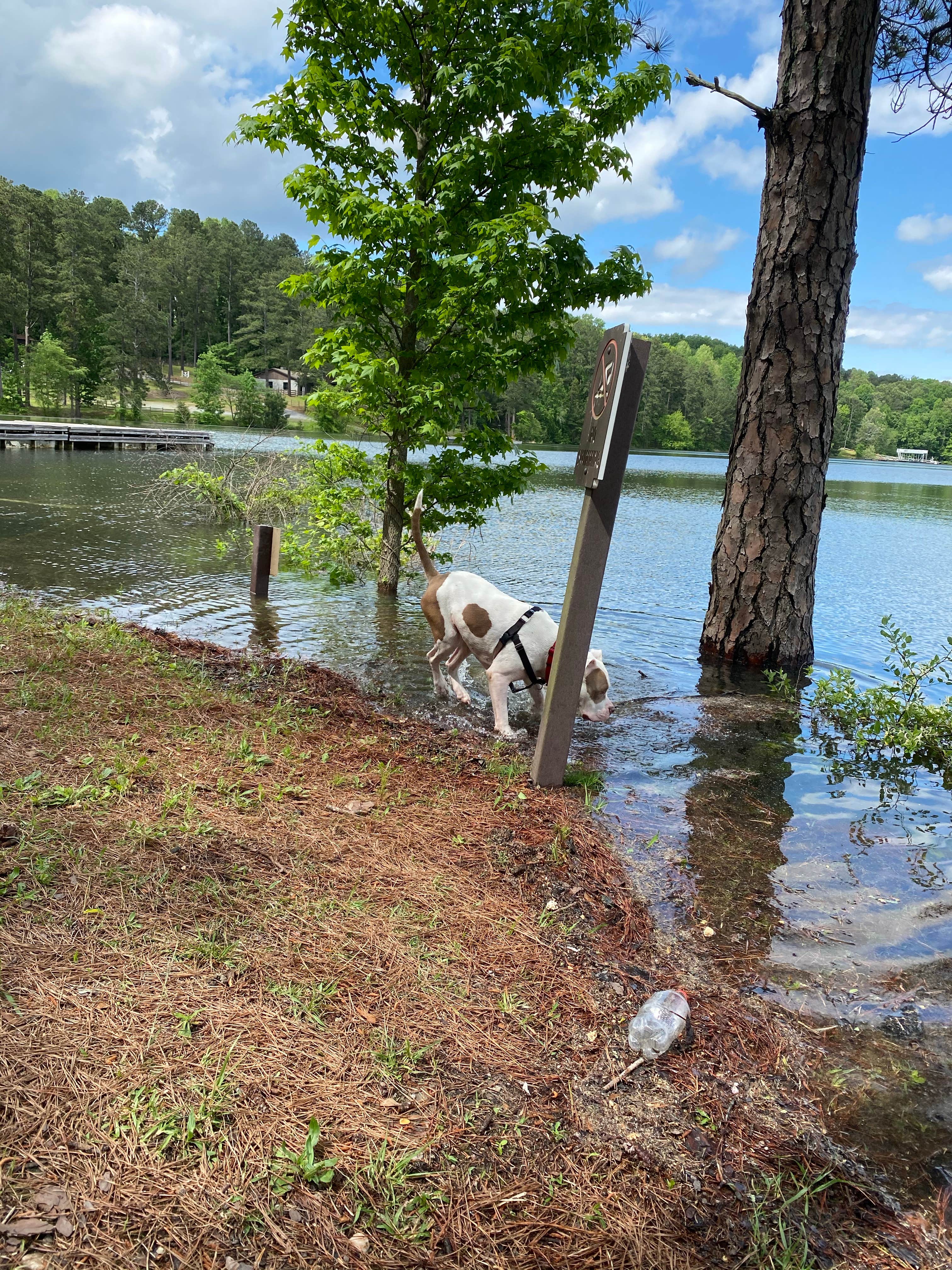 Camper submitted image from Military Park Atlanta Naval Air Station Navy Lake Site at Allatoona - 3