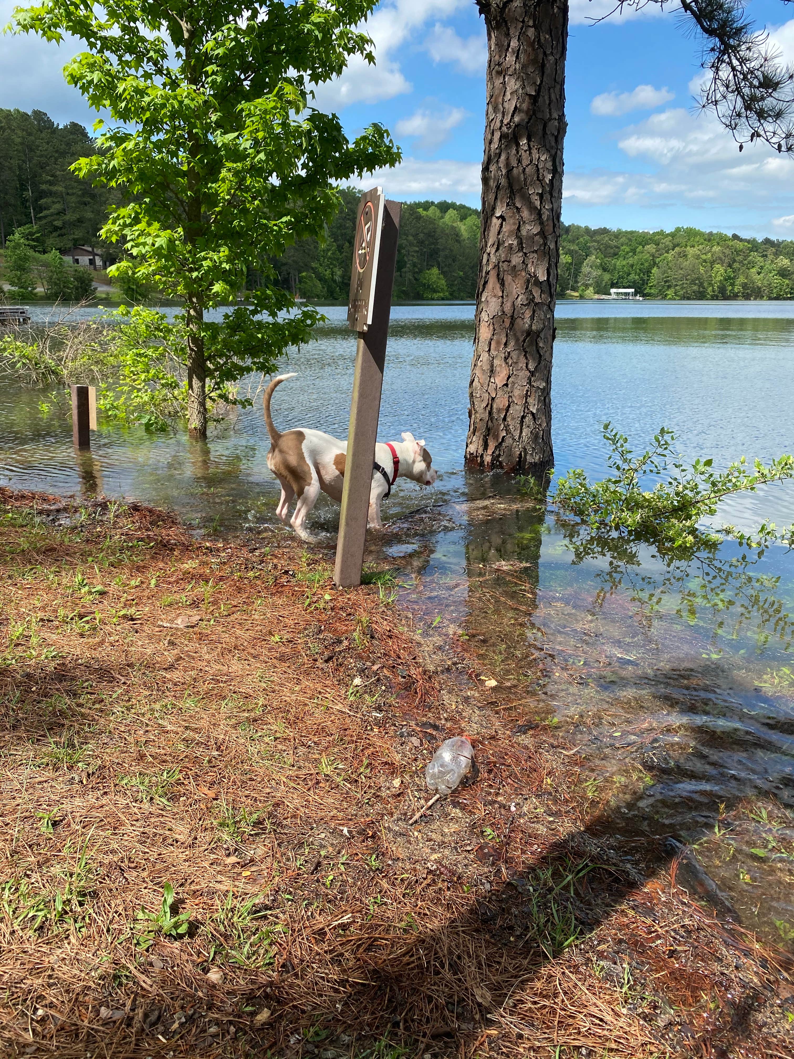 Camper submitted image from Military Park Atlanta Naval Air Station Navy Lake Site at Allatoona - 4