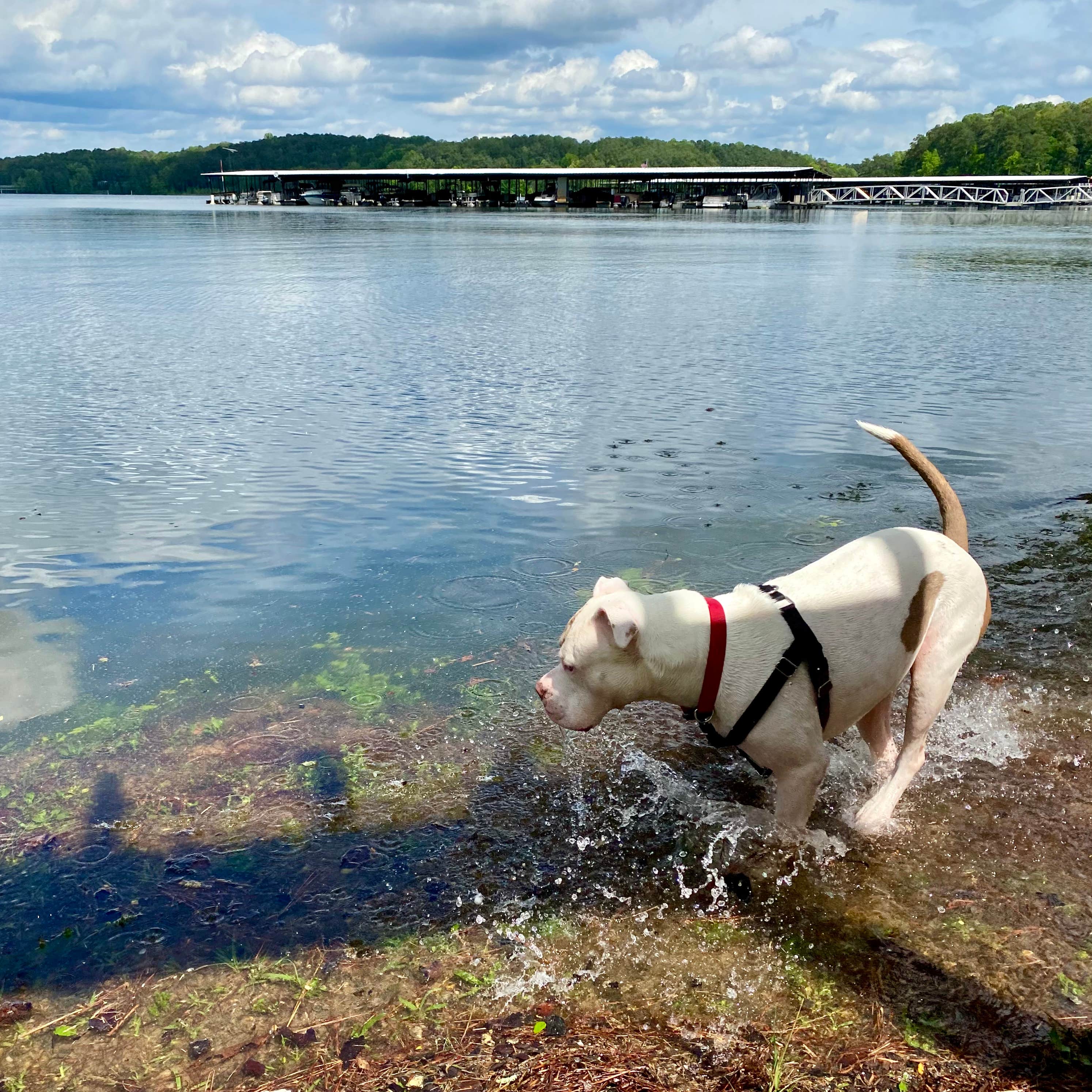 Camper-submitted photo at Military Park Atlanta Naval Air Station Navy Lake Site at Allatoona near Acworth, GA