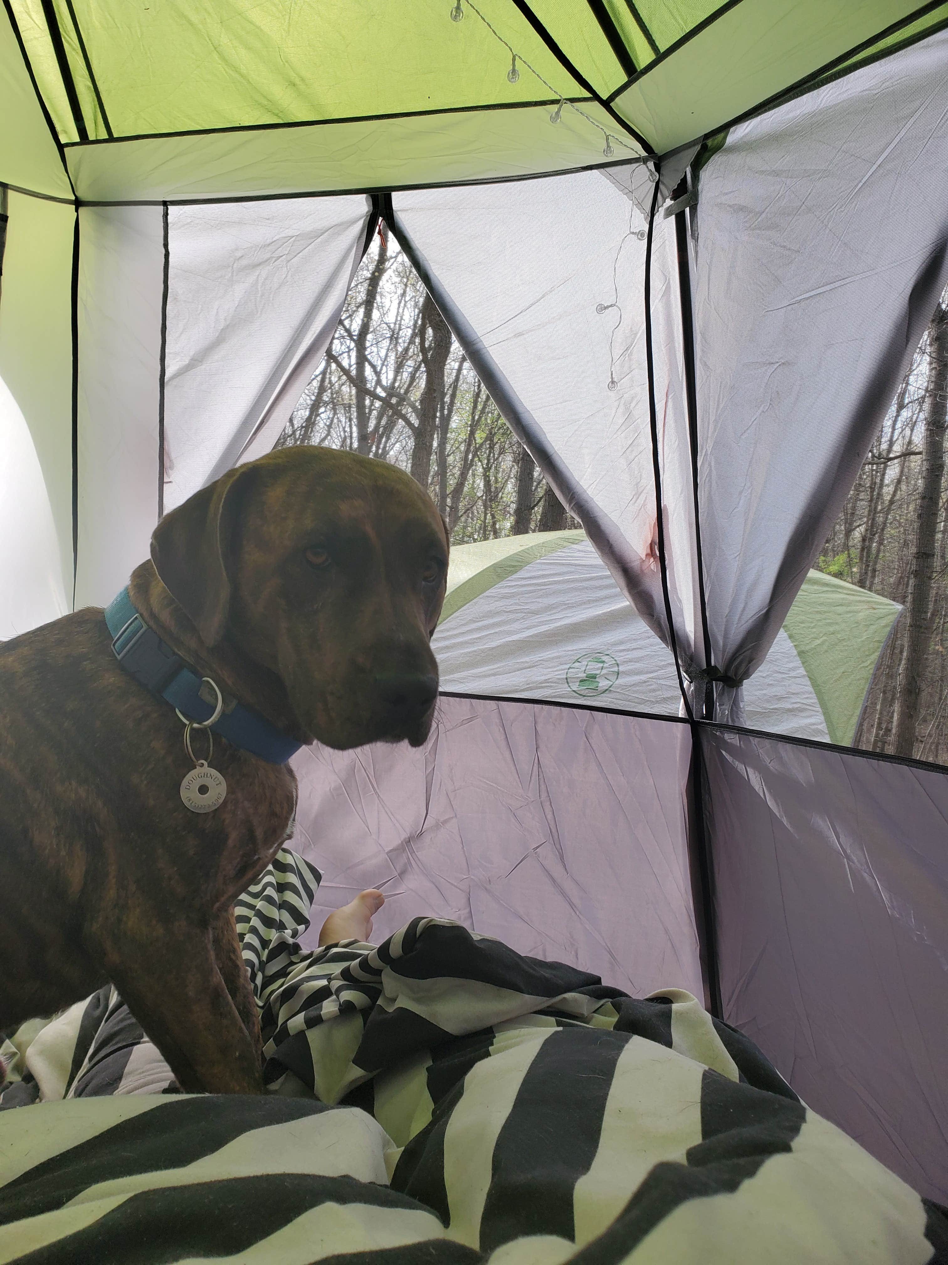 Cheryl L.'s photo of camping with pets at Dunewood Campground — Indiana Dunes National Park near Stevensville, MI