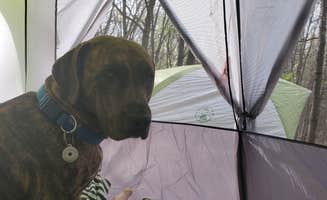 Cheryl L.'s photo of camping with pets at Dunewood Campground — Indiana Dunes National Park near Indiana Dunes National Lakeshore
