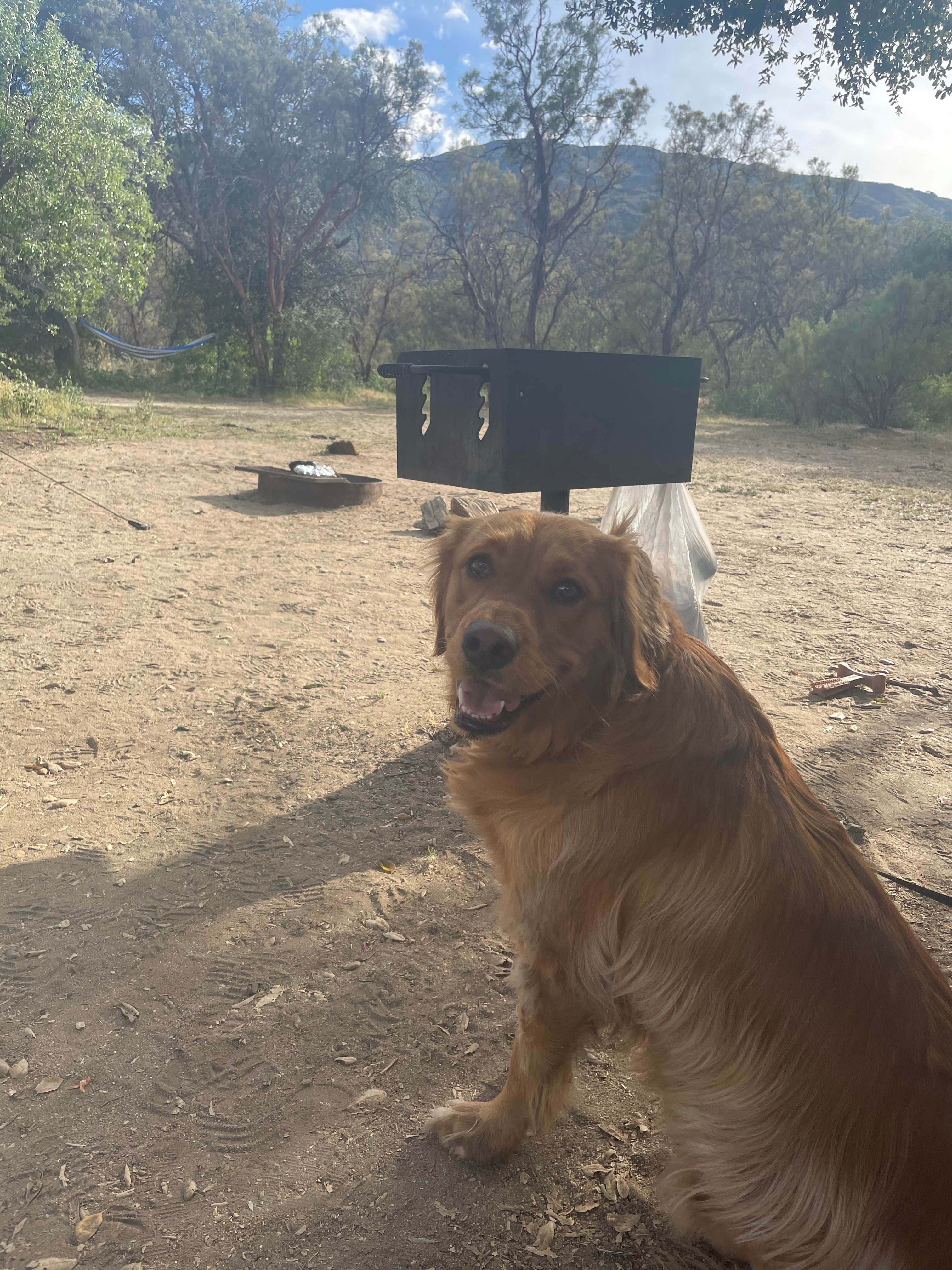 Amanda M.'s photo of camping with pets at Oak Grove Campground near Cleveland National Forest