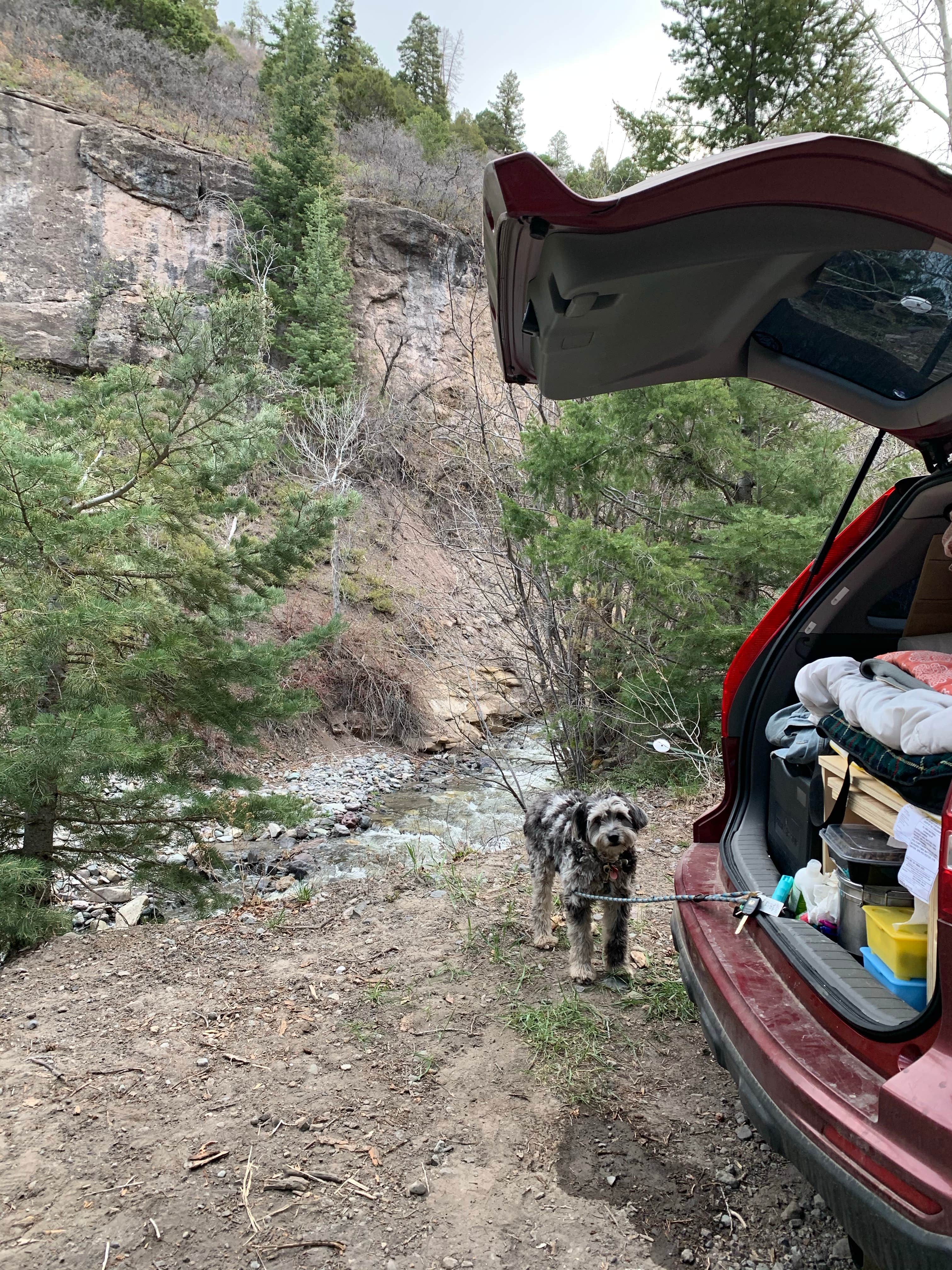 Jaclyn P.'s photo of camping with pets at County Road 14, Dexter Creek Backcountry near Ridgway, CO