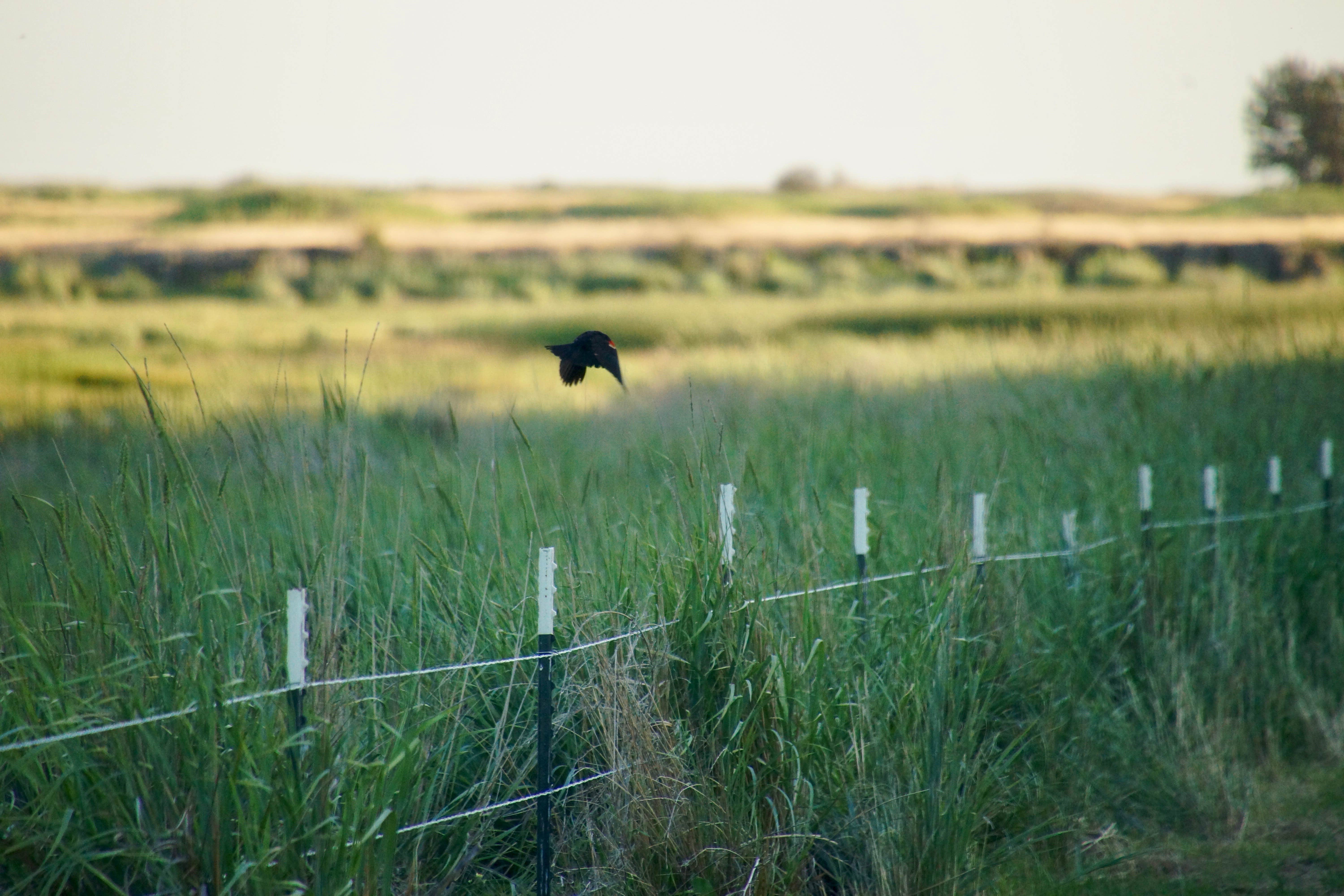 Camper-submitted photo at Rock Creek BLM Campground near St. John, WA