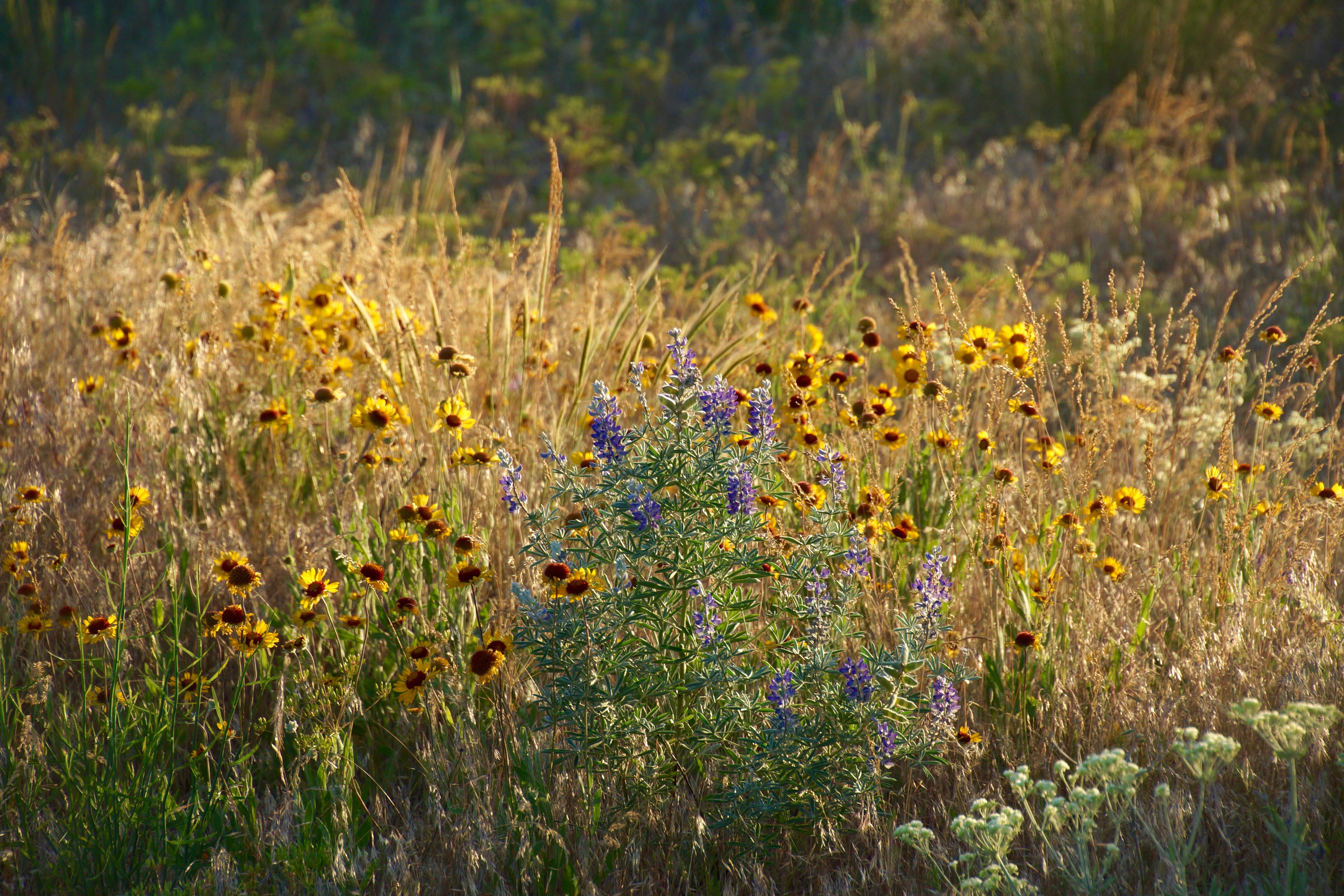 Camper-submitted photo at Rock Creek BLM Campground near St. John, WA