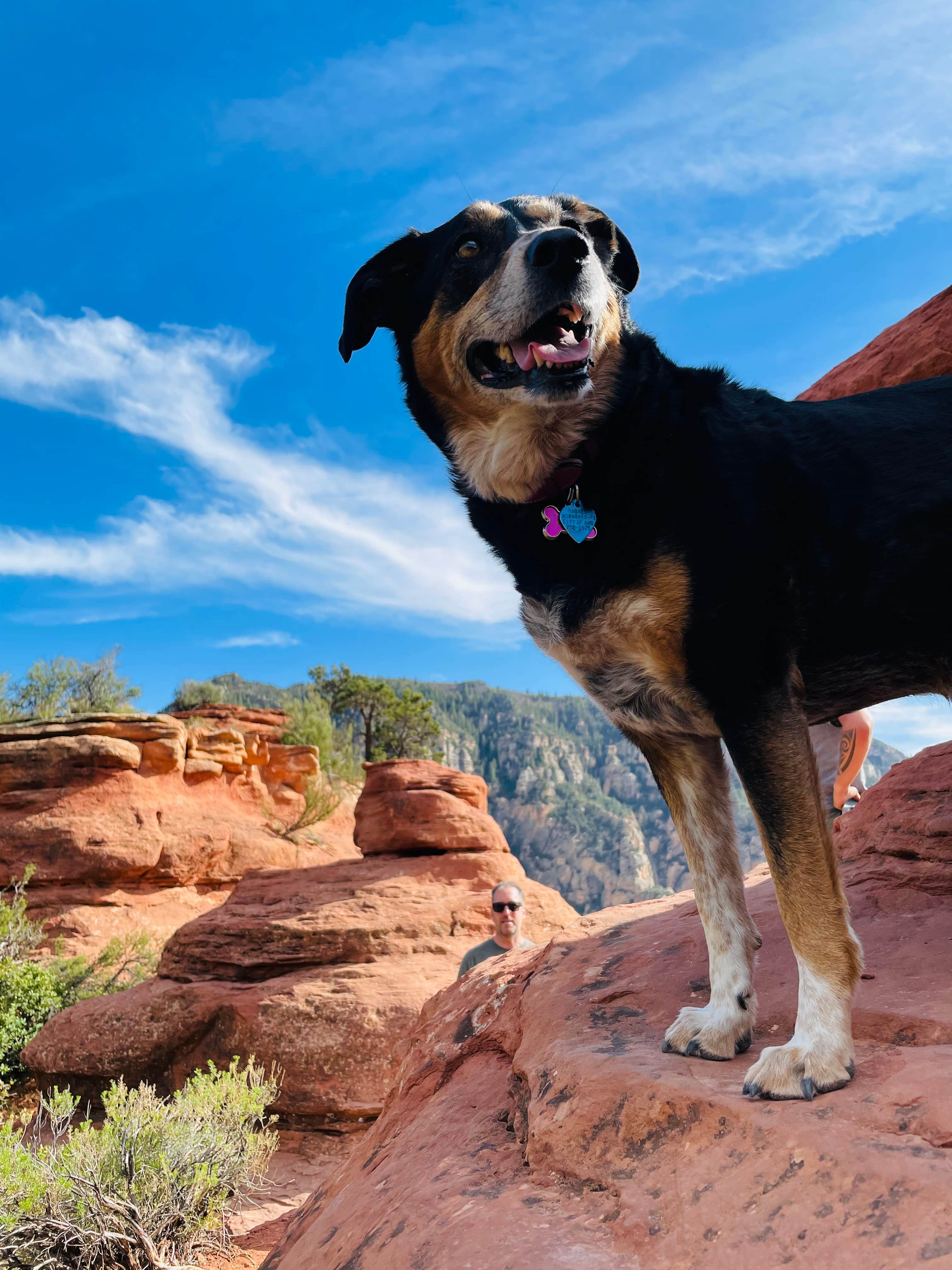 Lila L.'s photo of camping with pets at Schnebly Hill Rd, Fox Borough Dam near Coconino National Forest