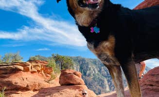 Lila L.'s photo of camping with pets at Schnebly Hill Rd, Fox Borough Dam near Mormon Lake, AZ