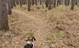 Brian N.'s photo of camping with pets at Sulak Campground near Custer, MI