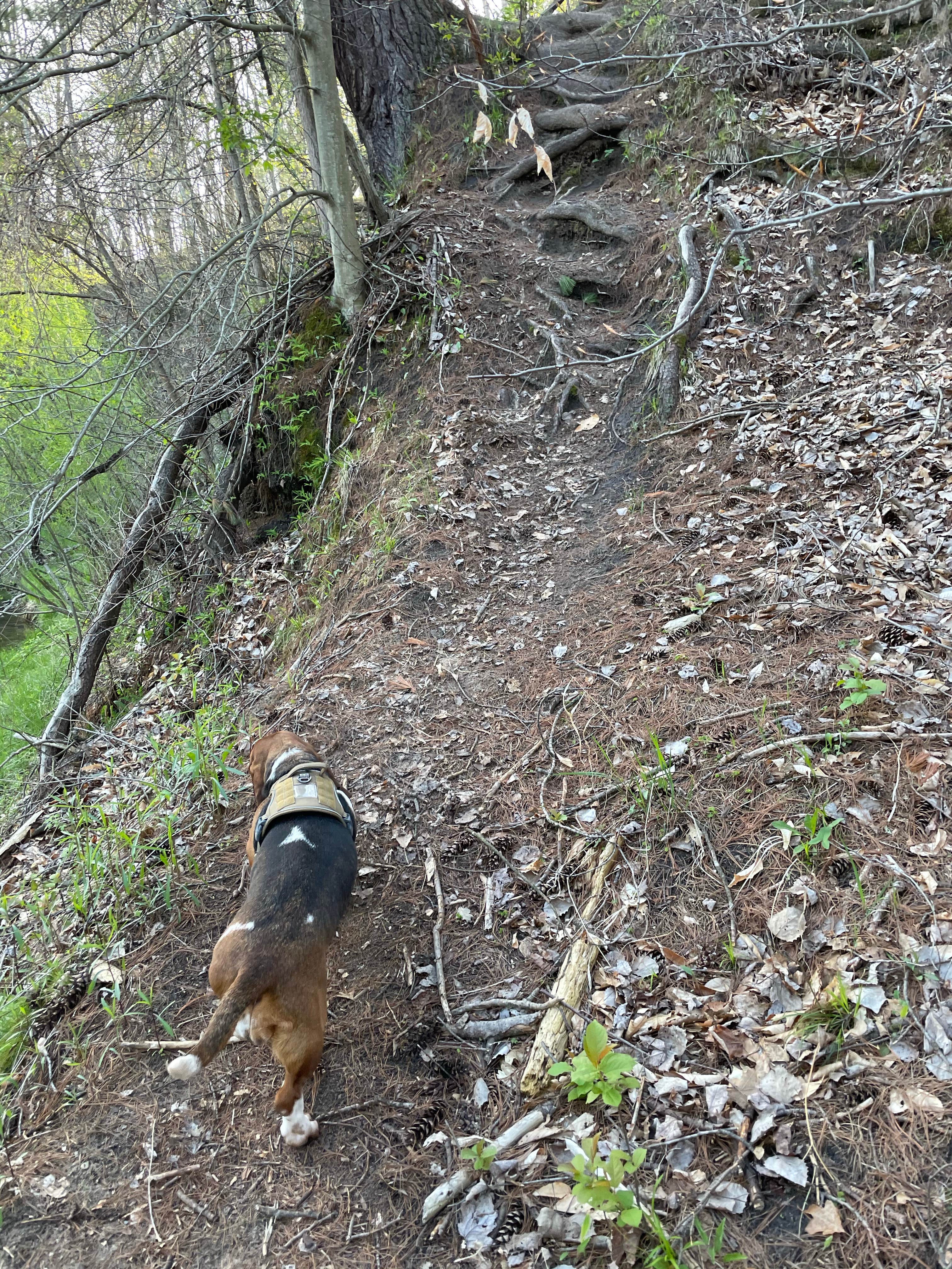 Brian N.'s photo of camping with pets at Sulak Campground near Free Soil, MI