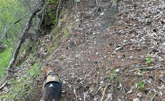 Brian N.'s photo of camping with pets at Sulak Campground near Custer, MI
