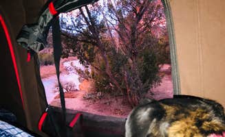 Lila L.'s photo of camping with pets at Rio Chama Campground near Abiquiu, NM