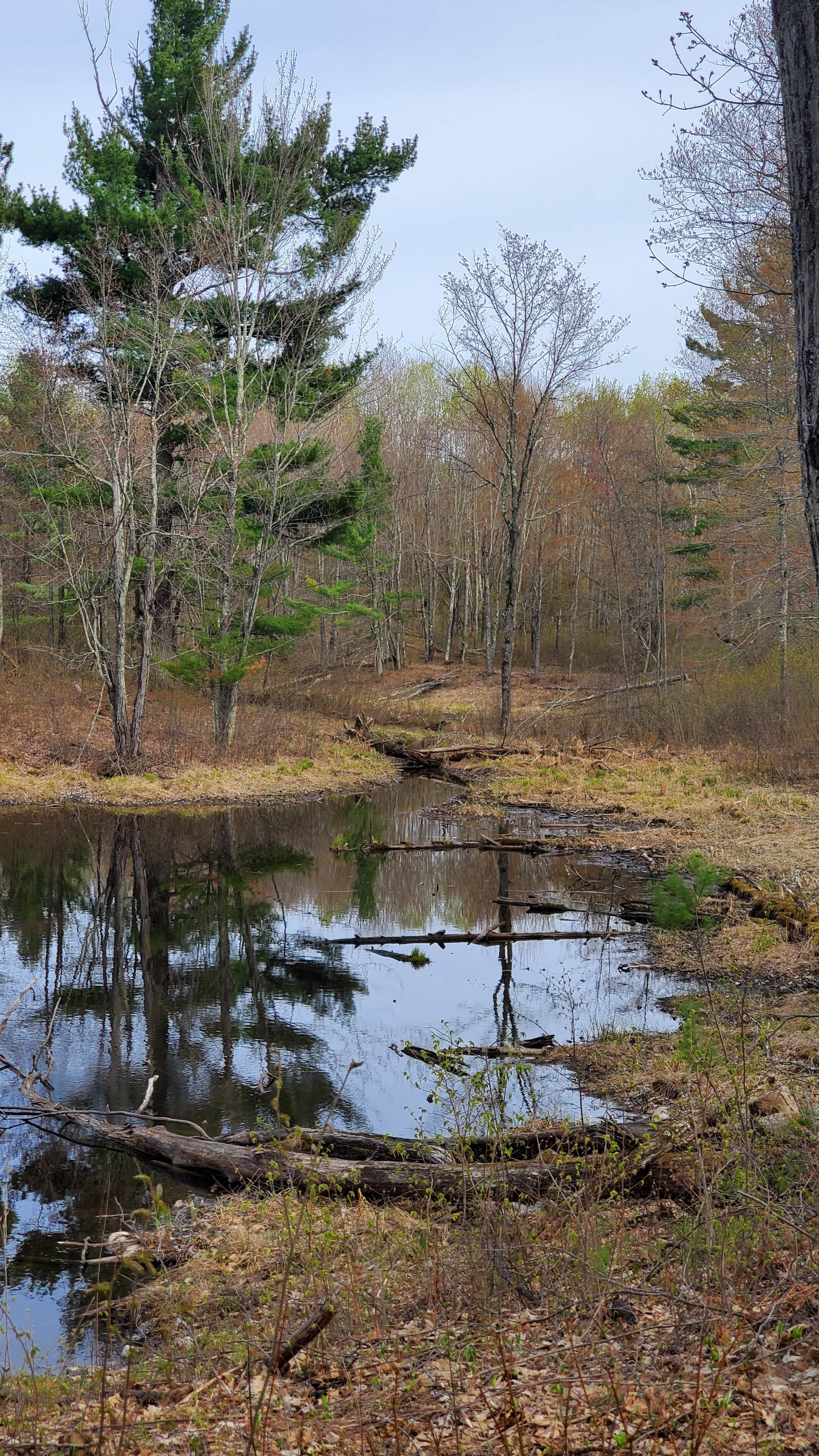 Camper submitted image from Gull Lake Recreation Area - 5