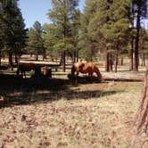 Review photo of White Horse Lake Campground by Daniel L., June 2, 2018