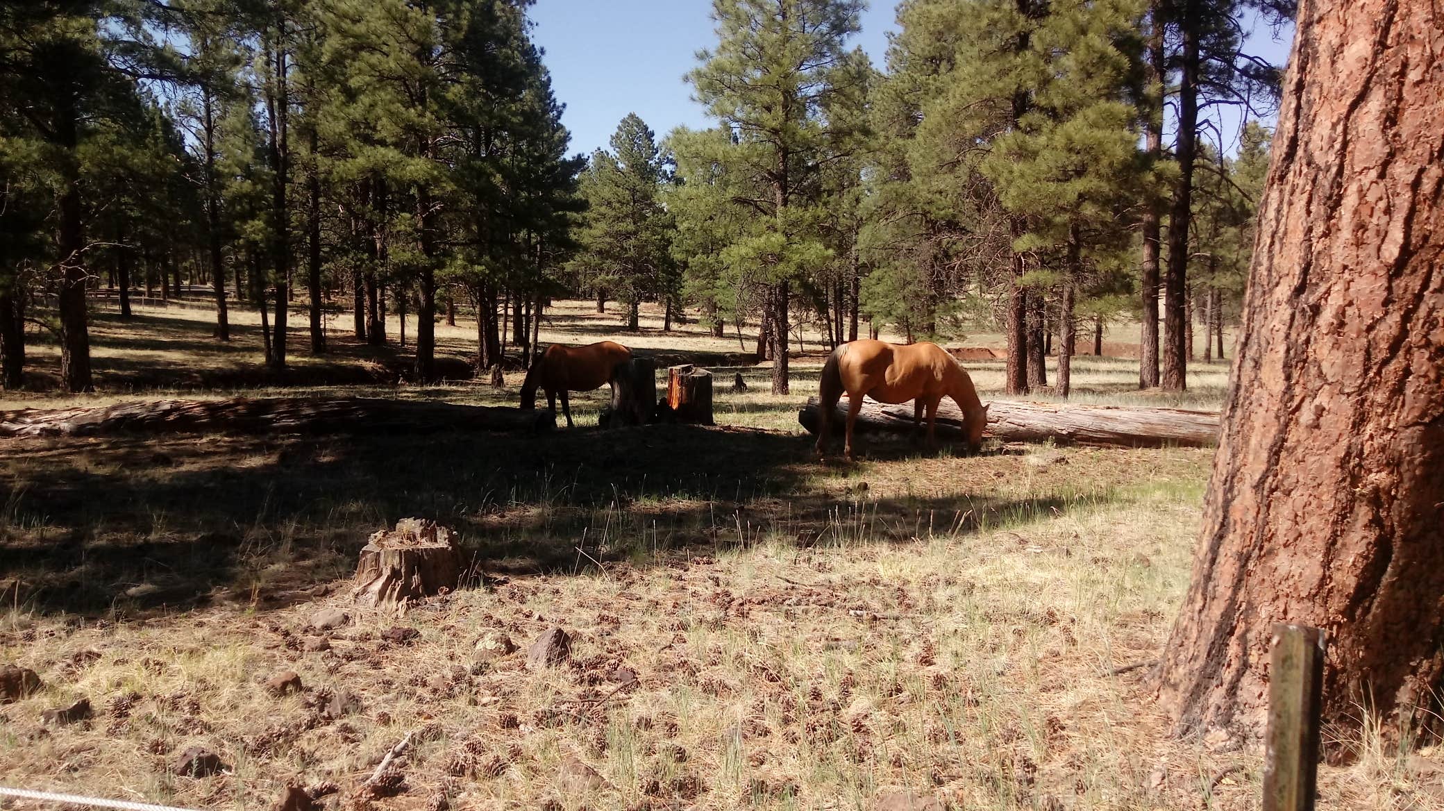 Camper submitted image from White Horse Lake Campground - 5