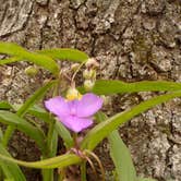 Review photo of Richland Creek Recreation Area by Patricia , May 9, 2021