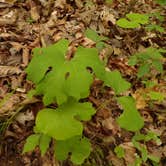 Review photo of Richland Creek Recreation Area by Patricia , May 9, 2021