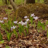 Review photo of Richland Creek Recreation Area by Patricia , May 9, 2021