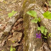 Review photo of Richland Creek Recreation Area by Patricia , May 9, 2021