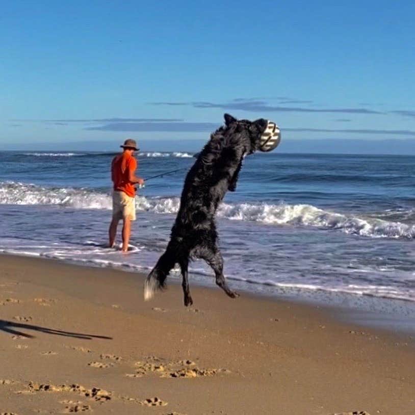 Brandon M.'s photo of camping with pets at Ocracoke Campground — Cape Hatteras National Seashore near Ocracoke, NC