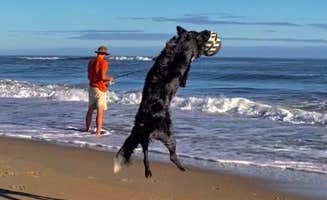 Brandon M.'s photo of camping with pets at Ocracoke Campground — Cape Hatteras National Seashore near Frisco, NC