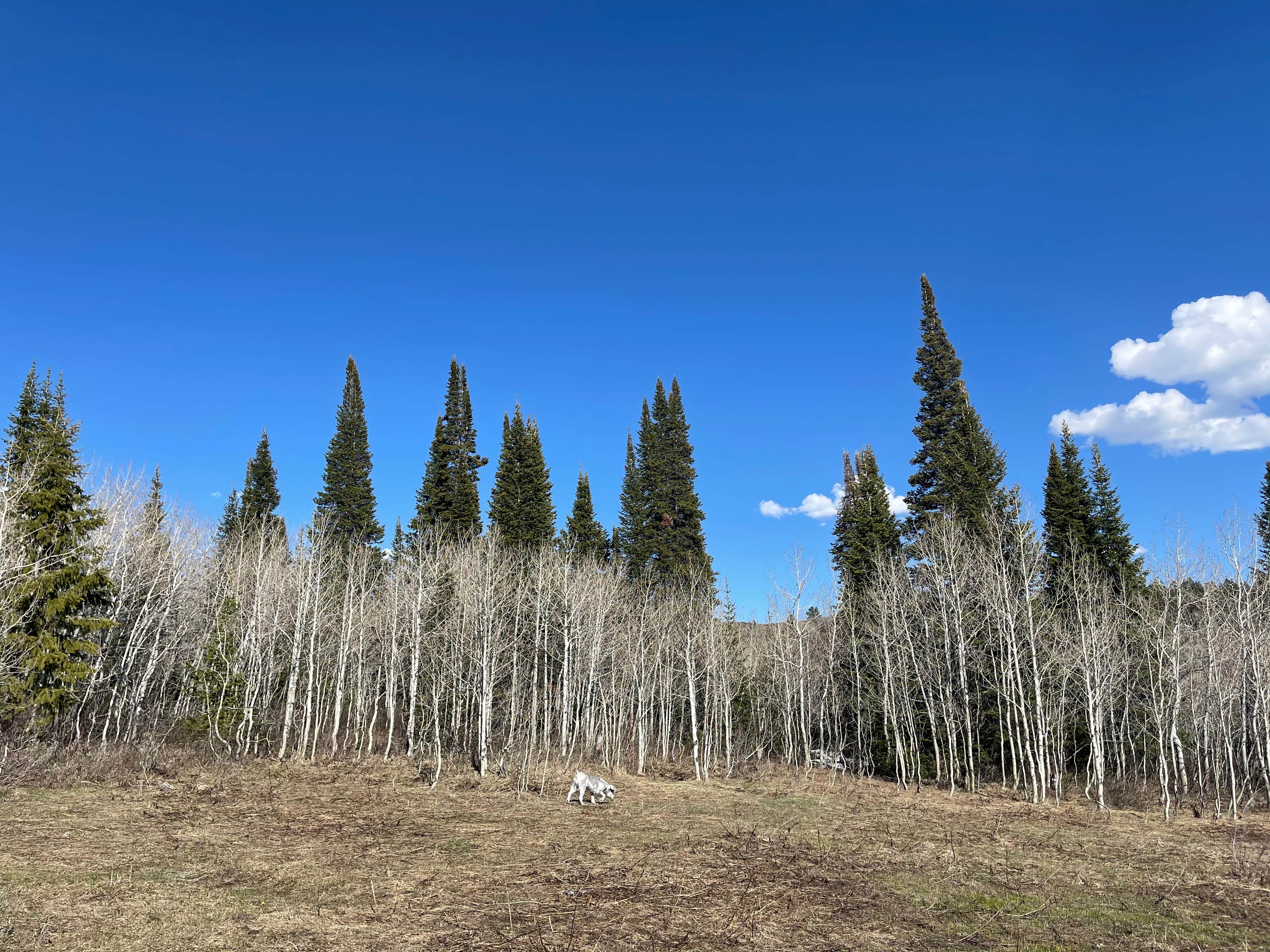Camper-submitted photo at Salt River Pass near Grover, WY