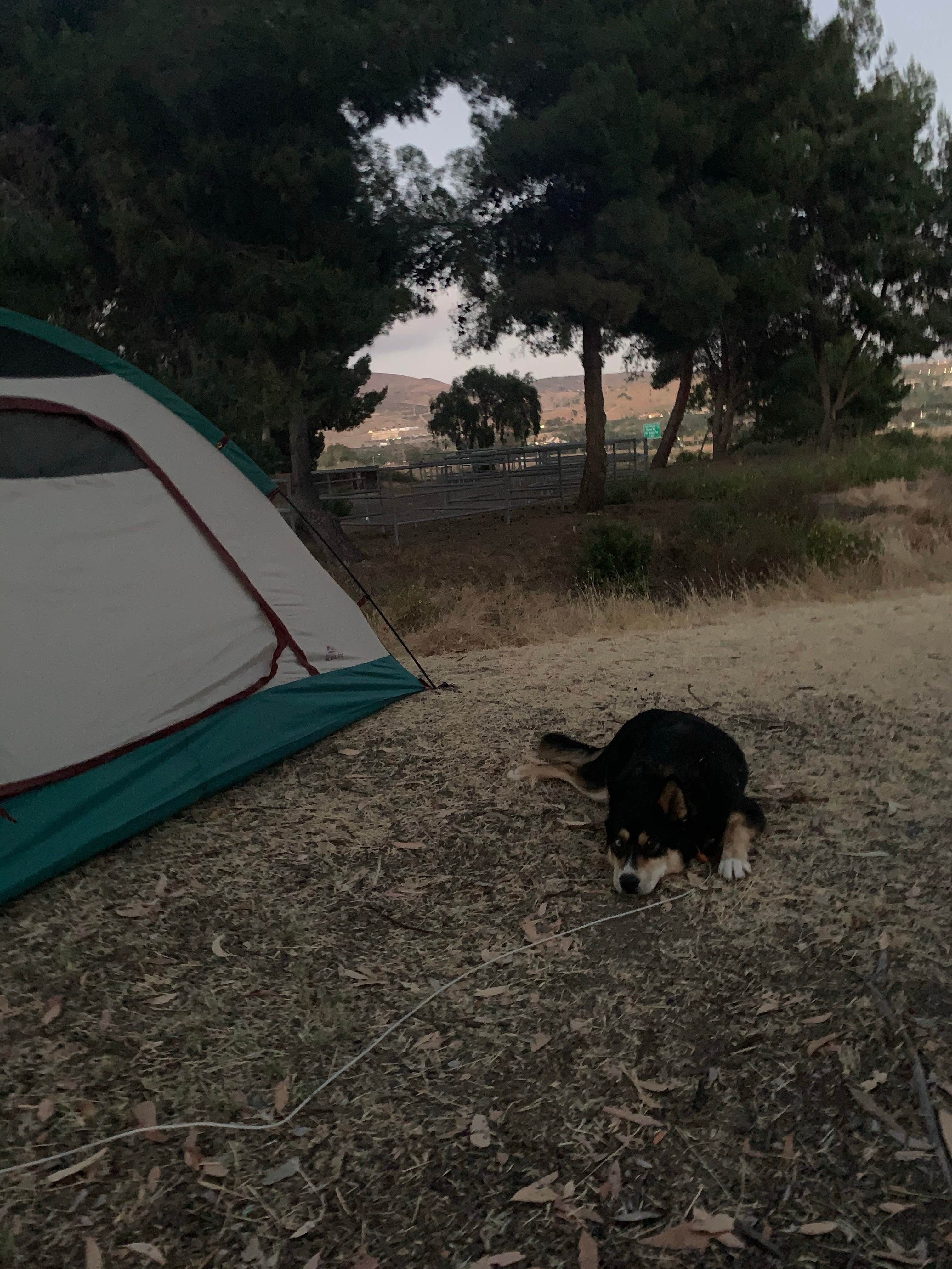 Toni  K.'s photo of camping with pets at Sweetwater Summit Regional Park near Spring Valley, CA