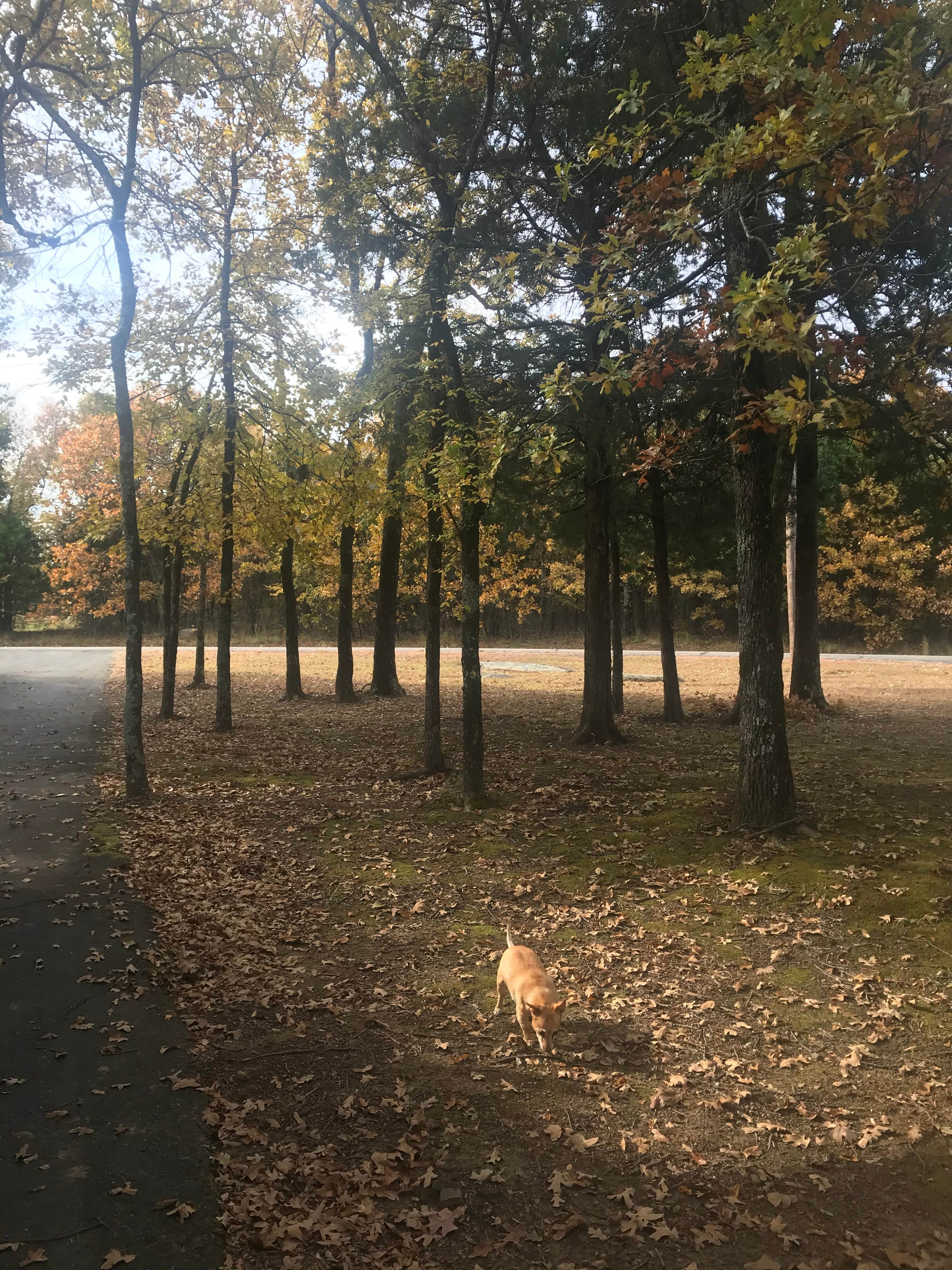 Camper-submitted photo at Ladybird Landing near Eufaula Lake