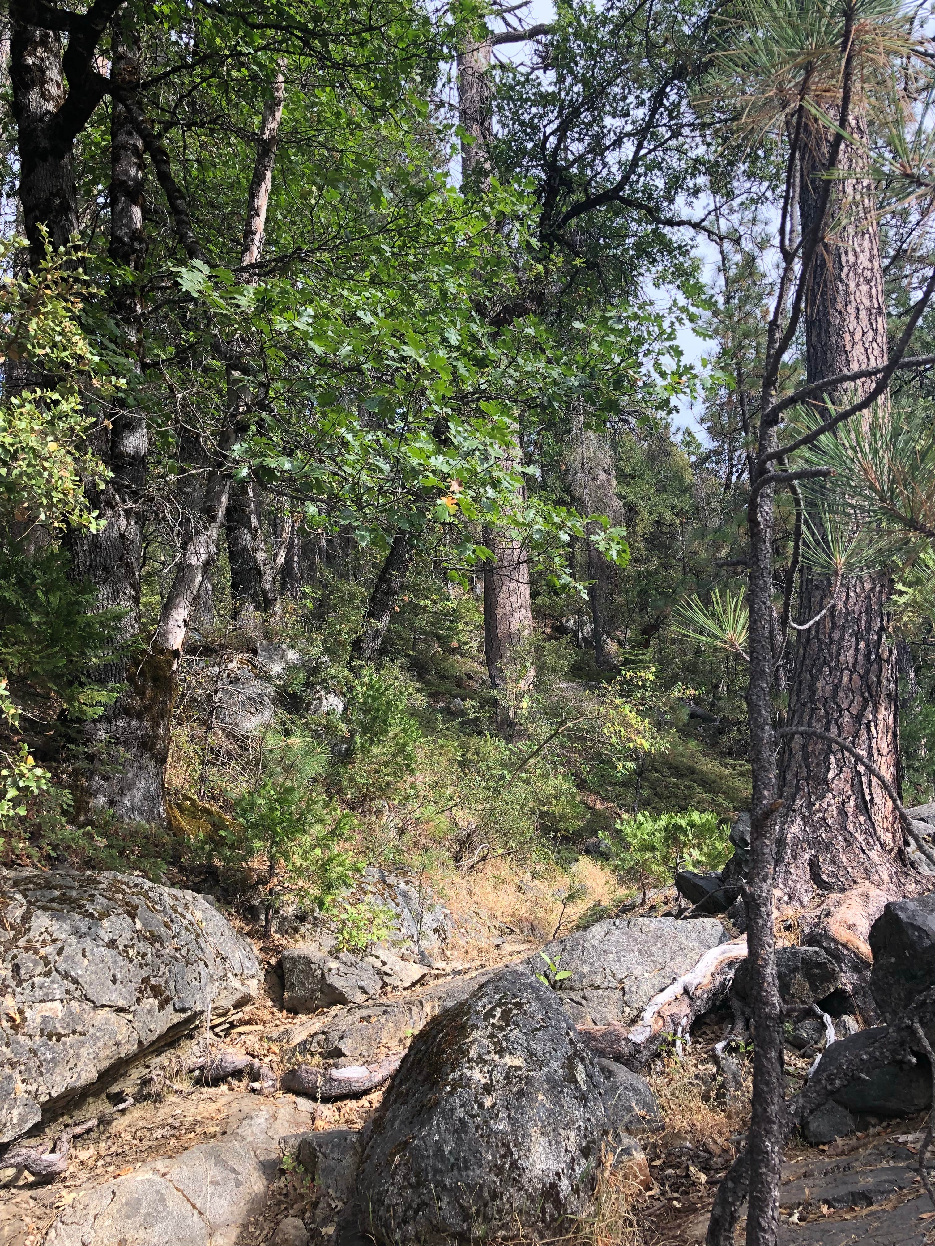 Camping near Oak Hollow Campground — Calaveras Big Trees State Park: Waka Lu Hep Yo — Stanislaus National Forest, Camp Connell, California