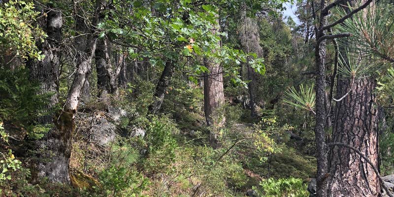 Camper submitted image from Waka Lu Hep Yo — Stanislaus National Forest