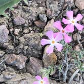 Review photo of Hickison Petroglyph by N I., May 9, 2021