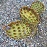 Review photo of Lost Dutchman State Park Campground by Derek A., May 9, 2021