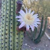 Review photo of Lost Dutchman State Park Campground by Derek A., May 9, 2021