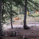 Review photo of Wheeler Peak Campground — Great Basin National Park by Shelby L., May 10, 2021