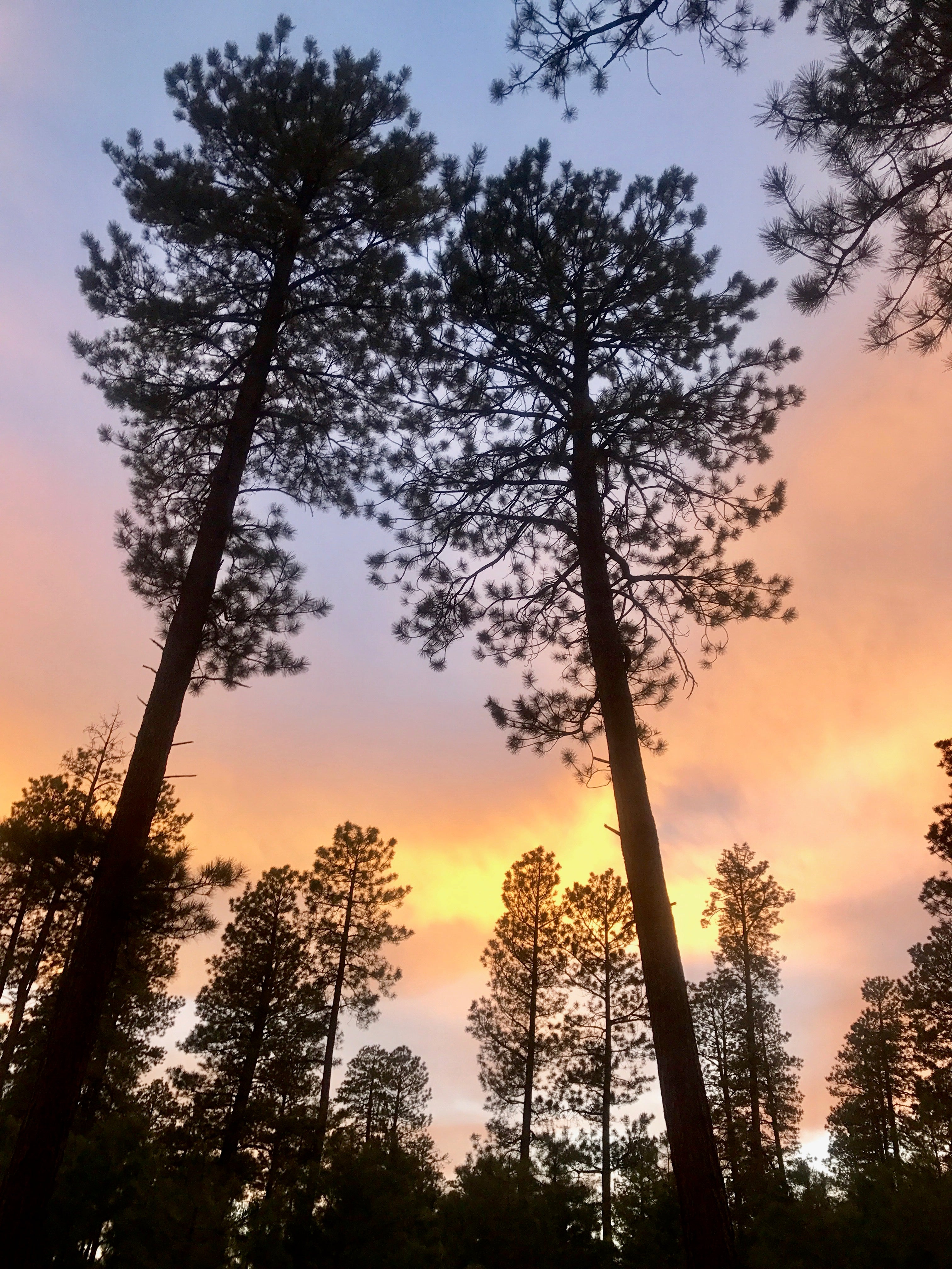 Camper submitted image from Jacob Lake Campground - Kaibab National Forest - 2
