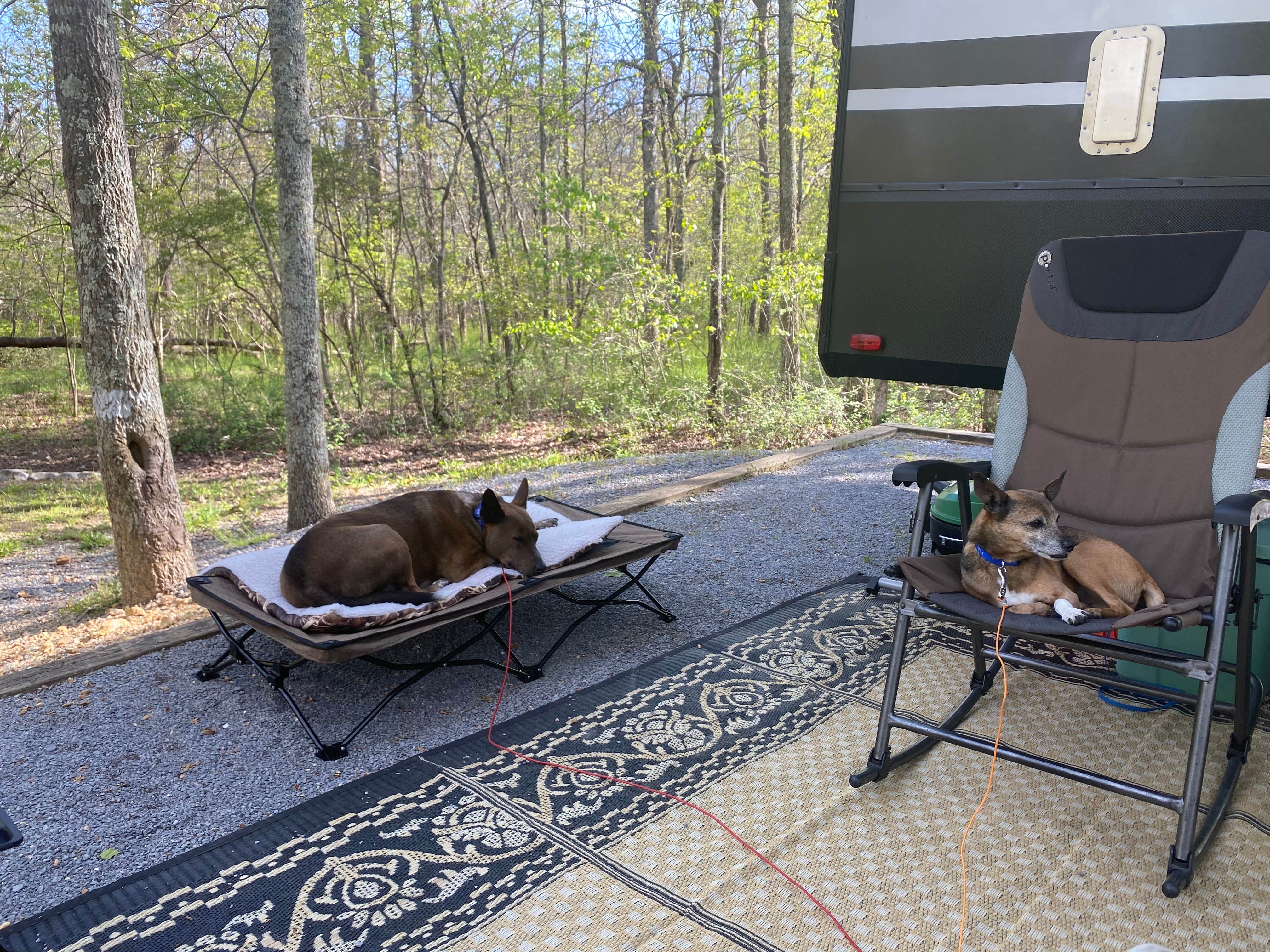 camp W.'s photo of camping with pets at Cherokee Campground near Chattahoochee-Oconee National Forests