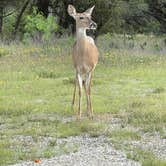 Review photo of Possum Kingdom State Park Campground by Spencer R., May 10, 2021