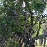Review photo of Reed Bingham State Park Campground by Jodi S., June 2, 2018