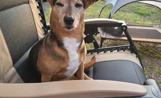 Amanda S.'s photo of camping with pets at Cummins Ferry RV Park, Campground on the Kentucky River near Lexington, KY