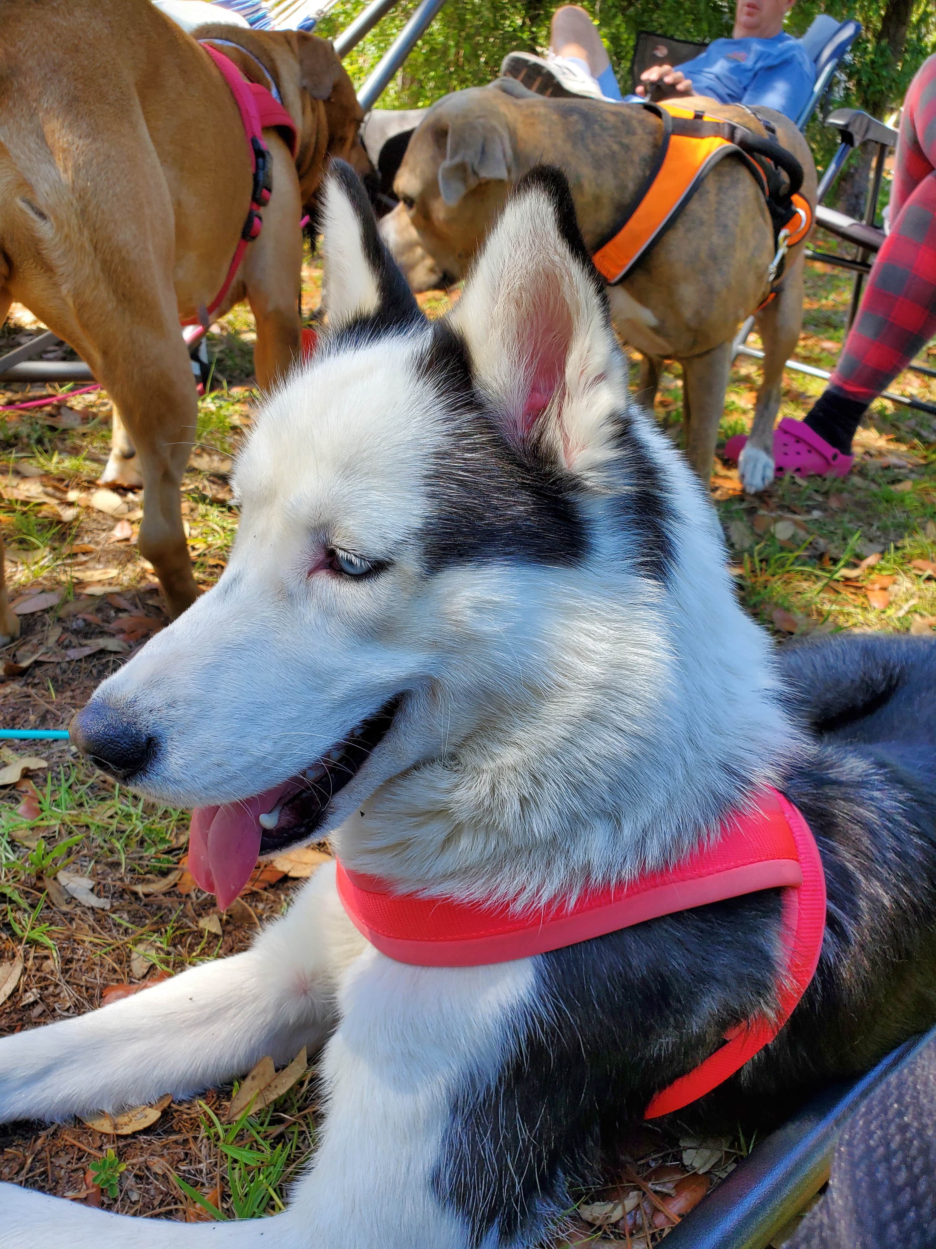 Christina H.'s photo of camping with a horse at Holder Mine Campground near Hernando, FL